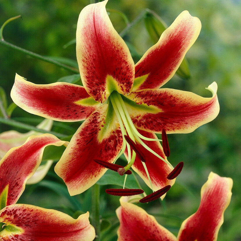 Lilje-Lilium Sheherazade 2-pakning